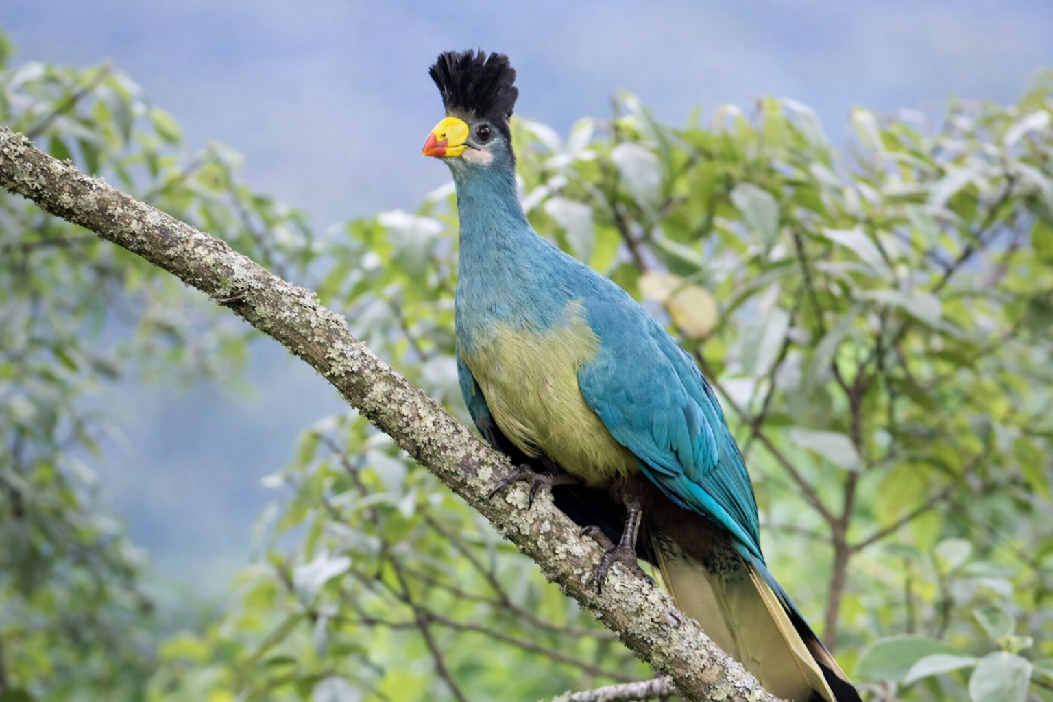 Great Blue Turaco